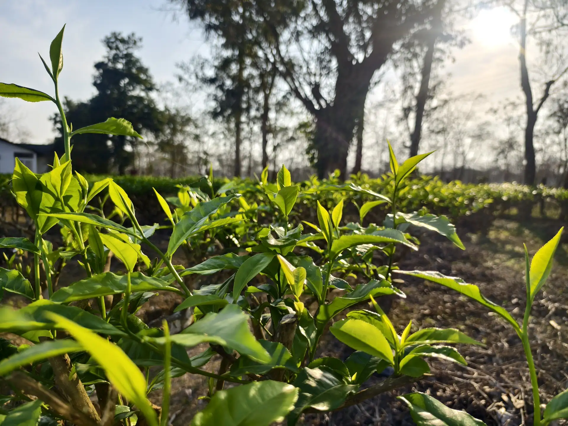 Khona Tea Garden
