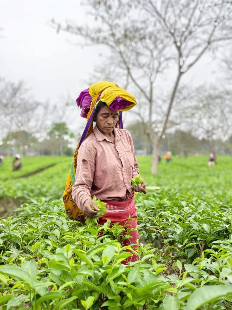 Khona Tea Leaves