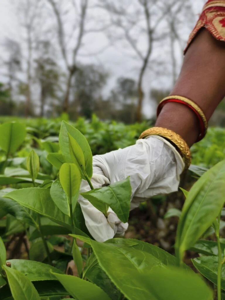 Khona Tea Leaves